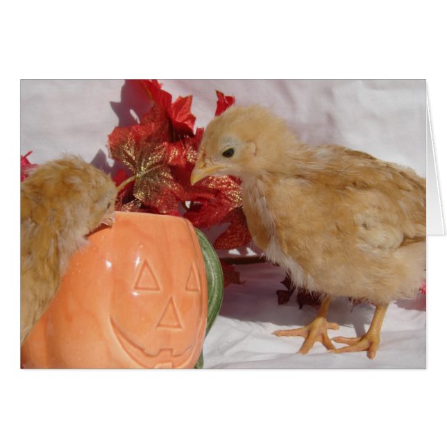 Poussins d'automne (Devant horizontal)