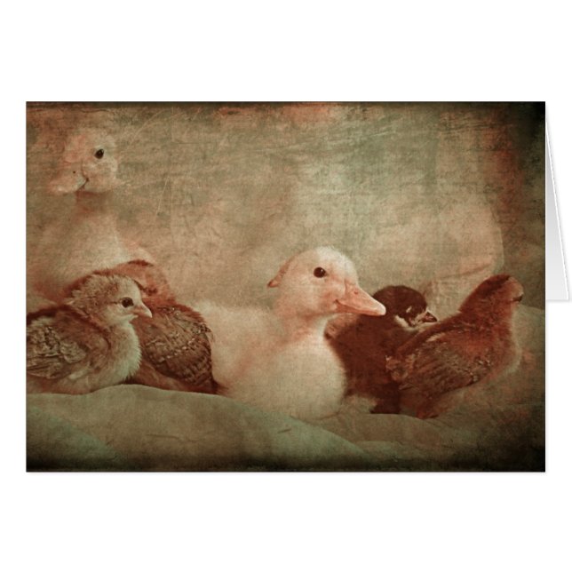 Poussins et colliers (Devant horizontal)