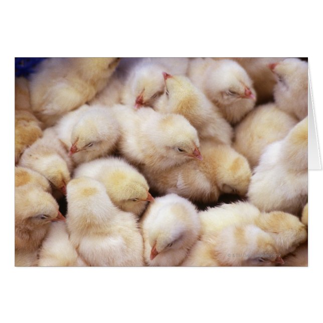 poussins, pouliches (Devant horizontal)