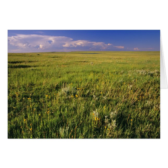 Prairie à herbe courte dans le nord-est éloigné (Devant horizontal)