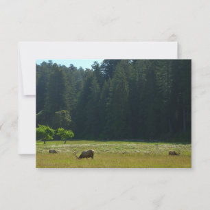 Prairie aux élans du parc national de Redwood