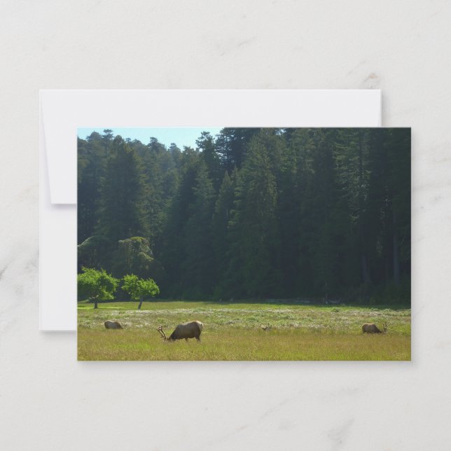 Prairie aux élans du parc national de Redwood (Devant)