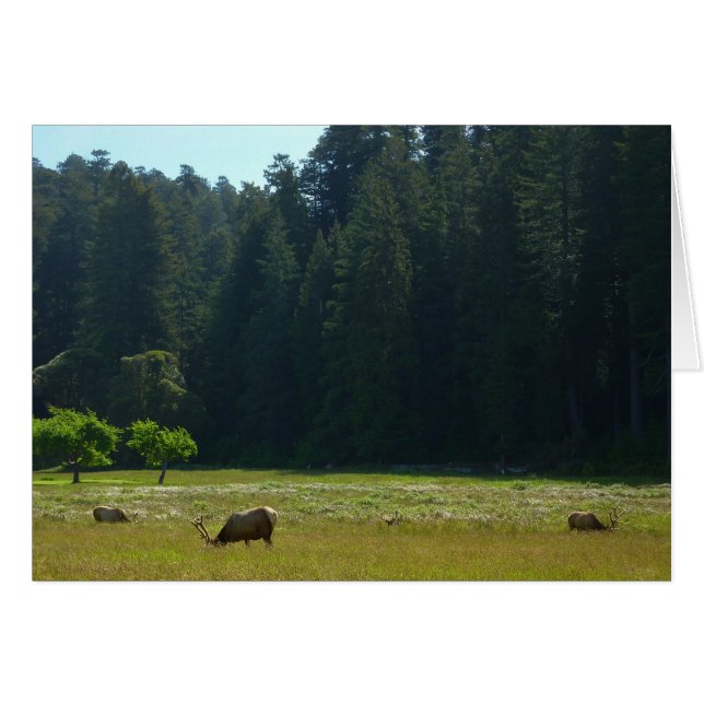 Prairie aux élans du parc national de Redwood (Devant horizontal)