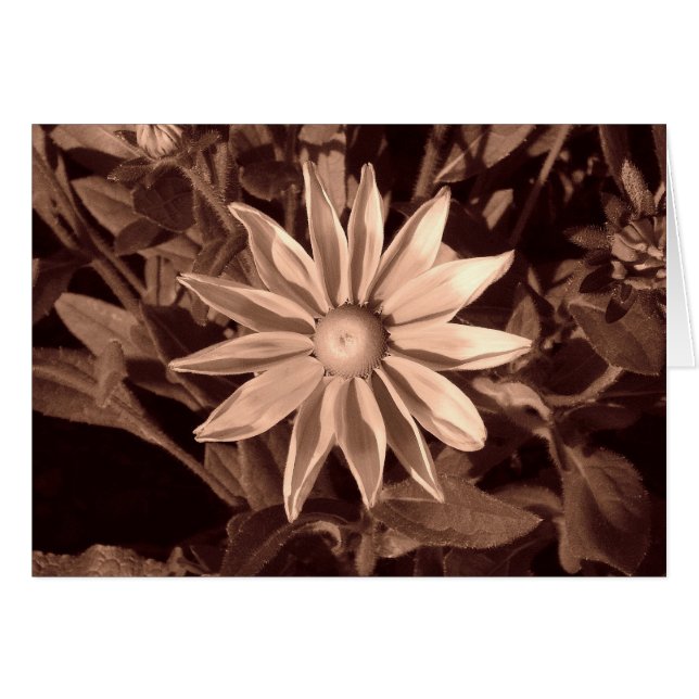 Prairie Sun Rudbeckia B&W (Devant horizontal)