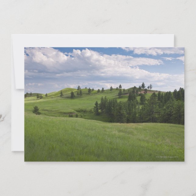 Pré à Custer State Park (Devant)