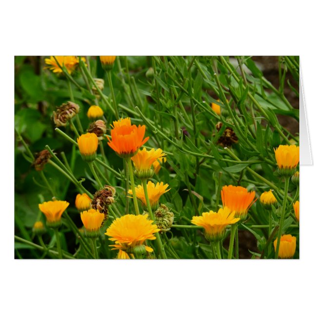 Pré au Maine (Devant horizontal)