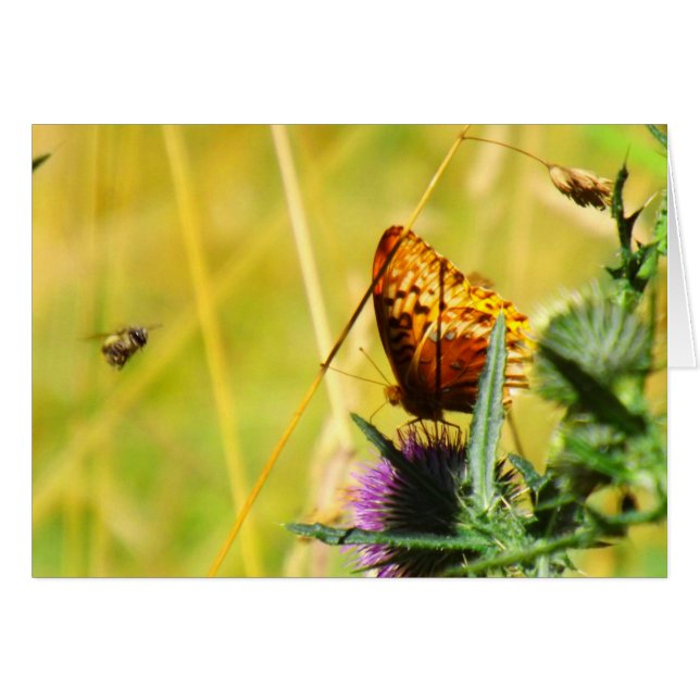 Pré occupé (Devant Horizontal)