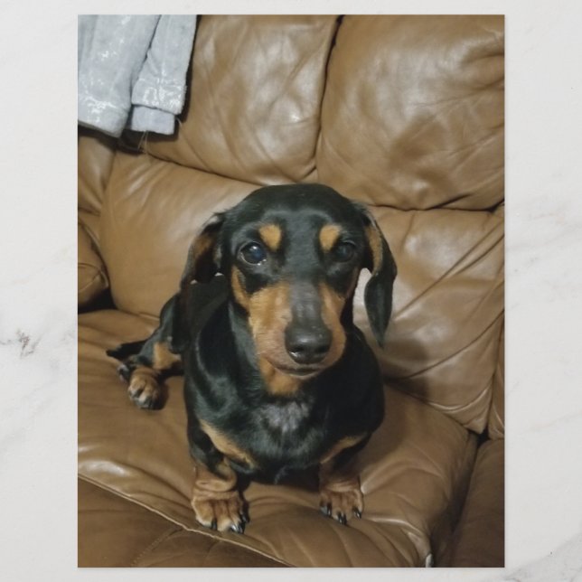Precious Dachshund (Devant)
