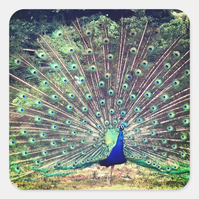 Preening Peacock Square Sticker (Devant)