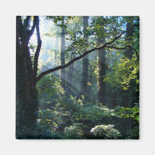 Premier aimant de lumière