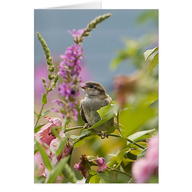 Premier printemps (Devant)