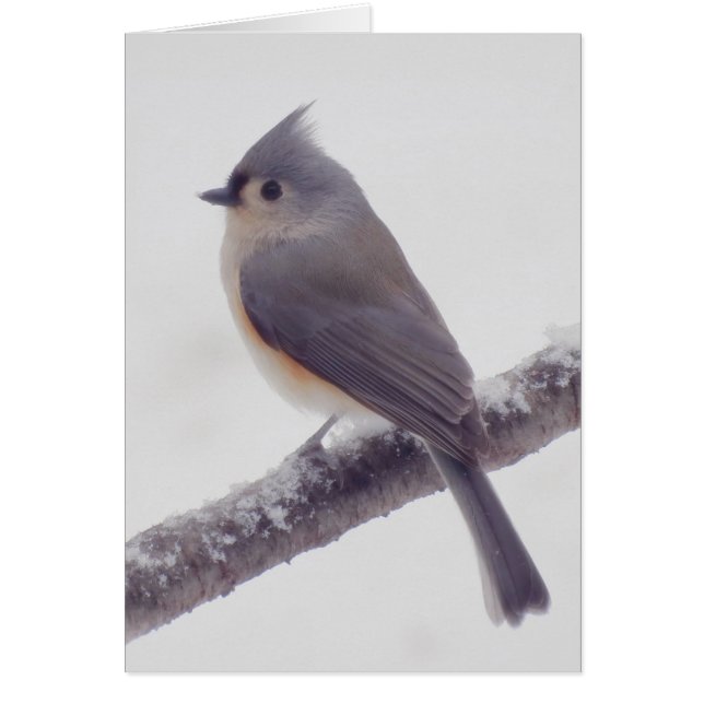 Première neige - Tufted Titmouse Bird (Devant)