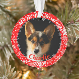 Première photo de Noël de la chienne