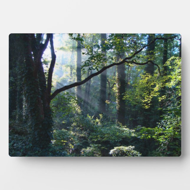 Première plaque photo légère (Devant)