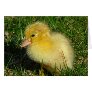 Première Scovie de la saison