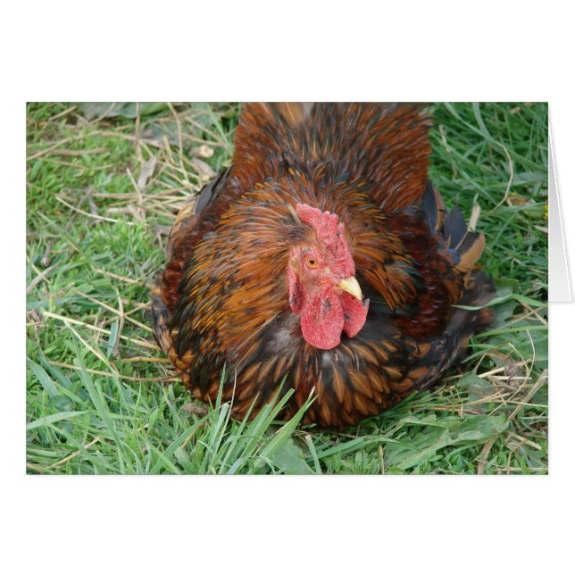 Prendre un coq de pause (Devant horizontal)