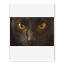 Prenez garde ! Voici venir le chat noir