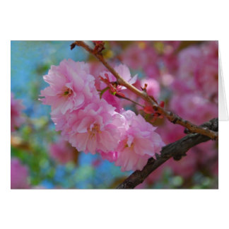Prenez une profonde respiration rose cerisier fleu