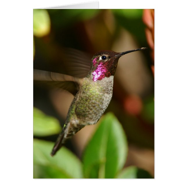 presque - colibri (Devant)