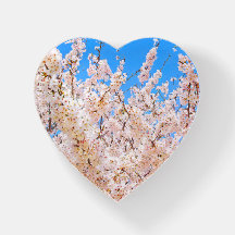 Cerisiers en Fleurs