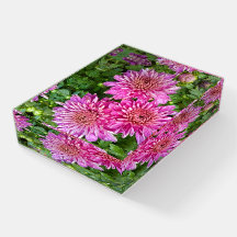 Chrysanthèmes rose-violet avec gouttes de pluie