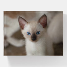 Kitty Chat de Siaman