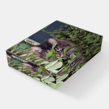 Maine Coon Cute Kitty Cat Papier