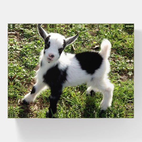 Presse Papiers Petit Chevre Noir Et Blanc Zazzle Fr