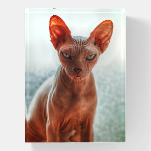 Fournitures De Bureau Sphynx Zazzle Fr