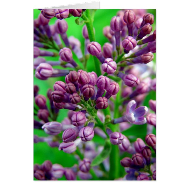 Prêt à fleurir (Devant)