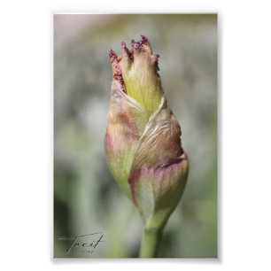 Prêt à fleurir - Iris violet Impression photo