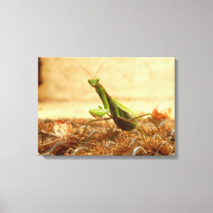 Prêter Mantis Canvas Impression