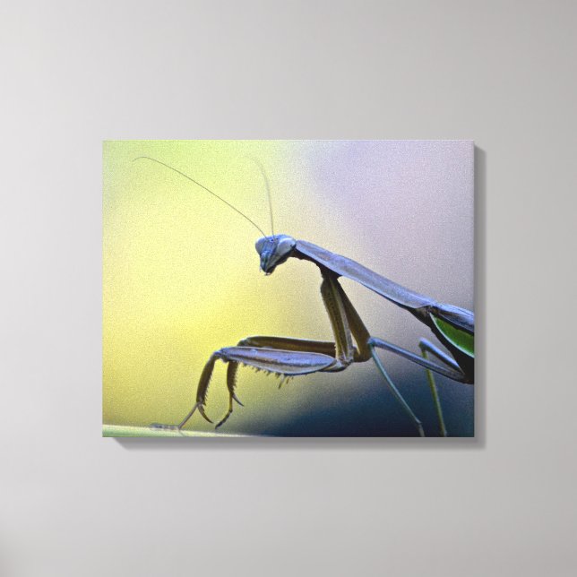 Prêter Mantis Toile Enveloppée (Recto)