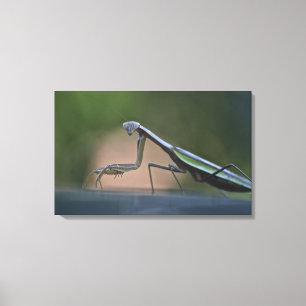 Prêter Mantis Toile Enveloppée