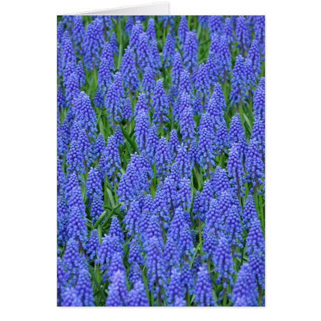 Pretty blue muscari flowers (Devant)