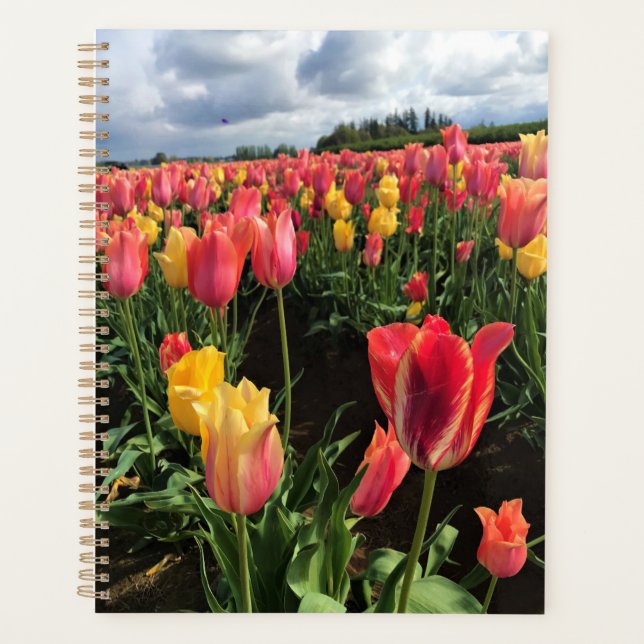 Pretty Spring Tulips in a Field, Oregon (Devant)