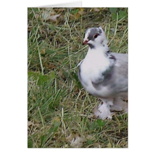 Pretty White and Gray Fancy Feather Footed Pigeon (Devant)