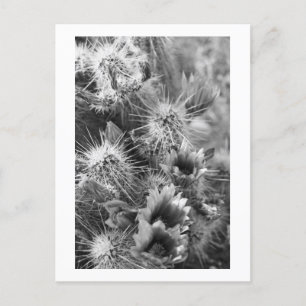 Prickly Cactus Desert Flowers B&W Photo Cartes pos