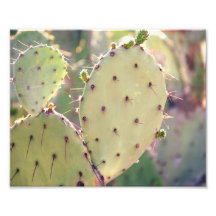 Prickly Pear Closeup | Impression photo