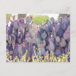 Prickly Pears Carte postale