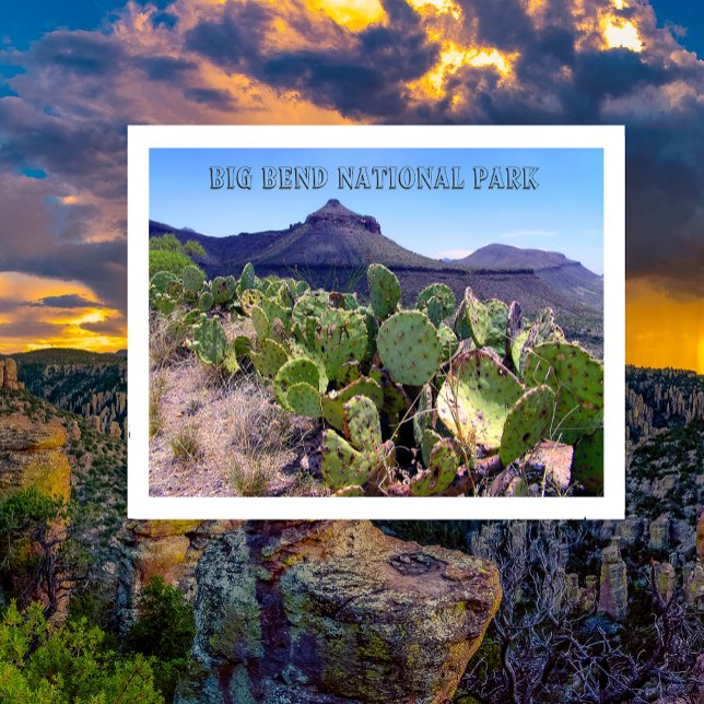 Pricky Pear Cactus Big Bend National Park (Créateur téléchargé)