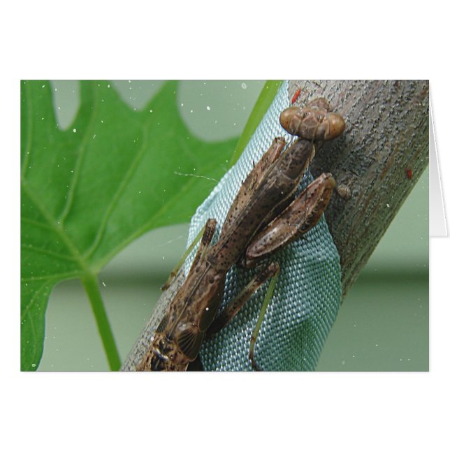 Prier Insecte Mantis (Devant horizontal)
