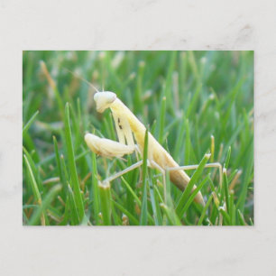 Prier Mantis en Grass carte postale