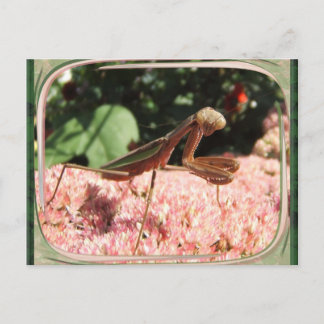 Prière Mantis 64 ~ carte postale