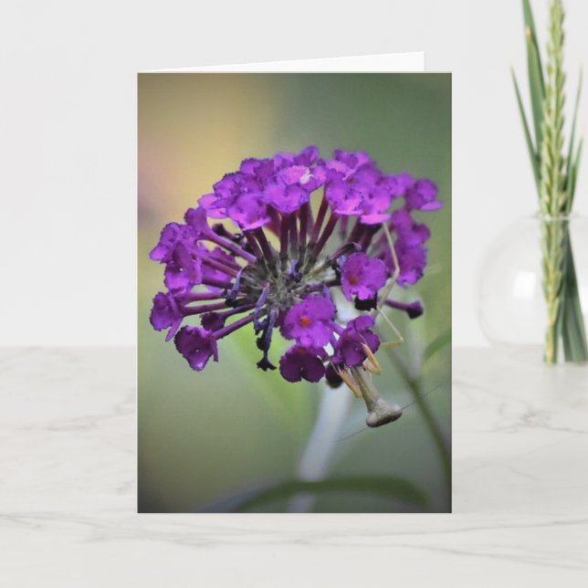 Prière Mantis, carte (Devant)