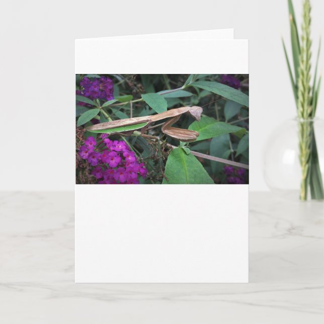 Prière Mantis, carte (Devant)