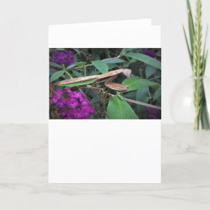Prière Mantis, carte