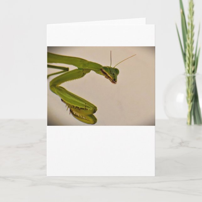 Prière Mantis, carte (Devant)