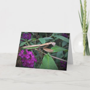 Prière Mantis, carte