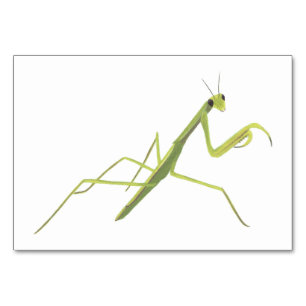 Prière Mantis Insect Lecture de cartes de poche po